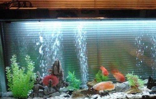 鱼缸在线观看观看,在线观赏水族之美